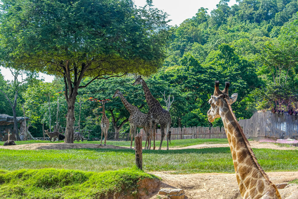 Zürafa ailesi (Zürafa camelopardalis) bir hayvanat bahçesinde veya rezerv - Fotoğraf, Görsel