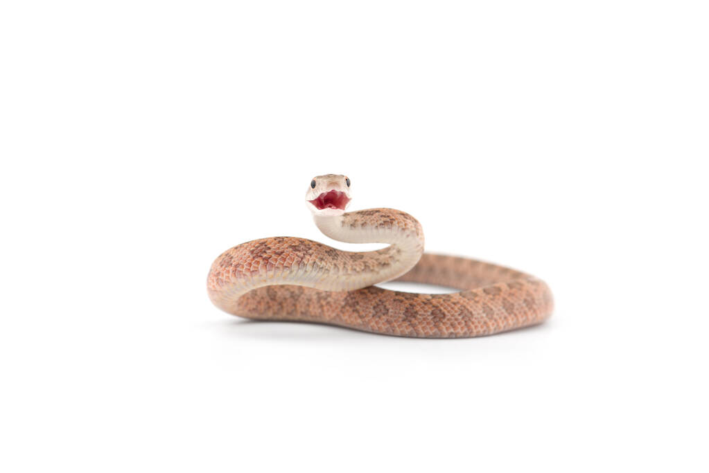 Aggressive Rat snake attack pose isolated on white background - Photo, Image