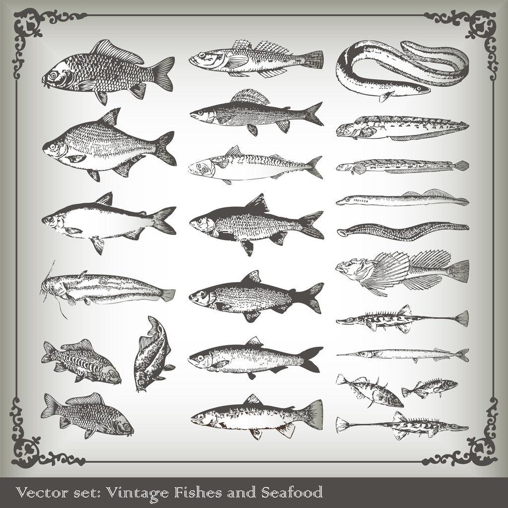Conjunto de vectores: fondo de pescado
 - Vector, Imagen