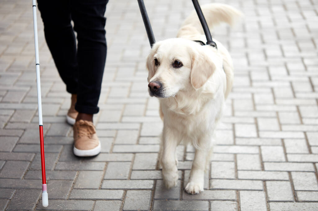 perro guía cuidadoso ayudar a hombre ciego en la ciudad - Foto, imagen