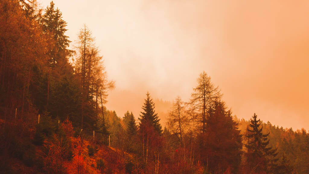 Красный закат сквозь сгоревшие старые деревья леса после пожара. копировальное пространство - Фото, изображение