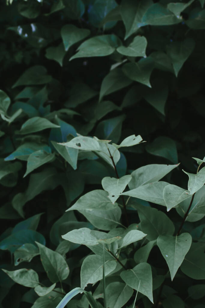 落ち葉で覆われた緑の植物のクローズアップショット - 写真・画像