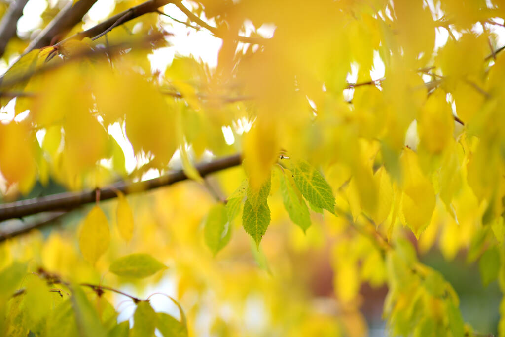 Prachtige gouden bladeren aan een boomtak op heldere herfstdag - Foto, afbeelding