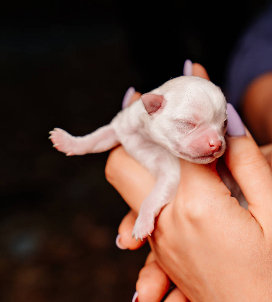 weiße kleine neugeborene Chihuahua-Welpen in den Händen - Foto, Bild