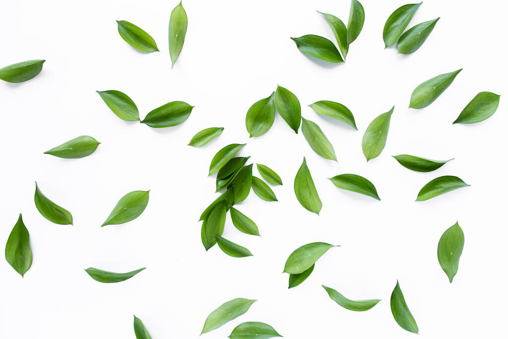 pattern texture with green leaves and branches isolated on white background. lay flat, top view - Photo, Image