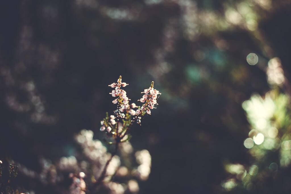 Fleurs forestières. De belles branches avec de petites fleurs. Cadeaux d'automne de l'automne de la forêt. - Photo, image