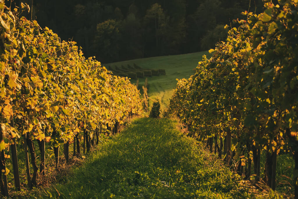 Fila de viñedos en Eslovenia - Foto, Imagen