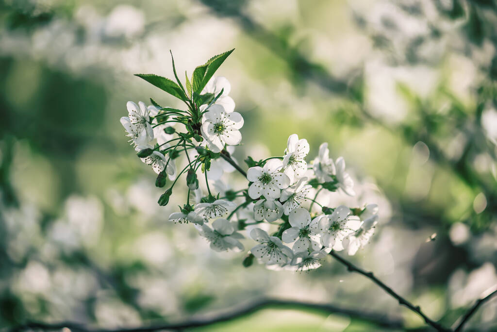 Cherry flowers frame - Photo, Image