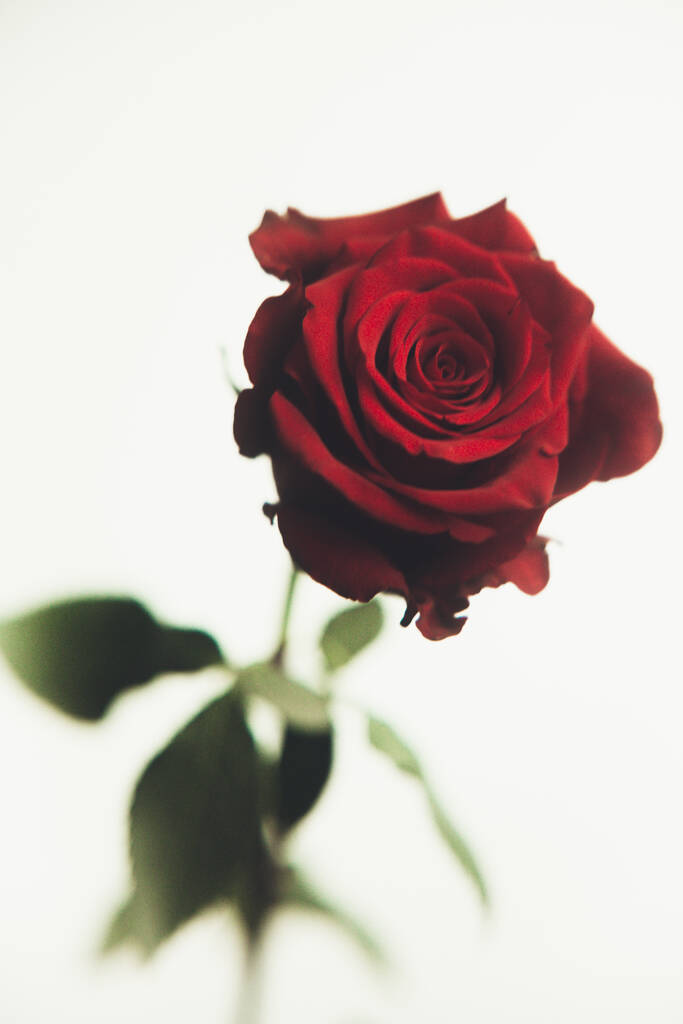 白い背景に美しい赤いバラの花を咲かせ、クローズアップ、カラーマクロ写真。バレンタインデーのコンセプト. - 写真・画像