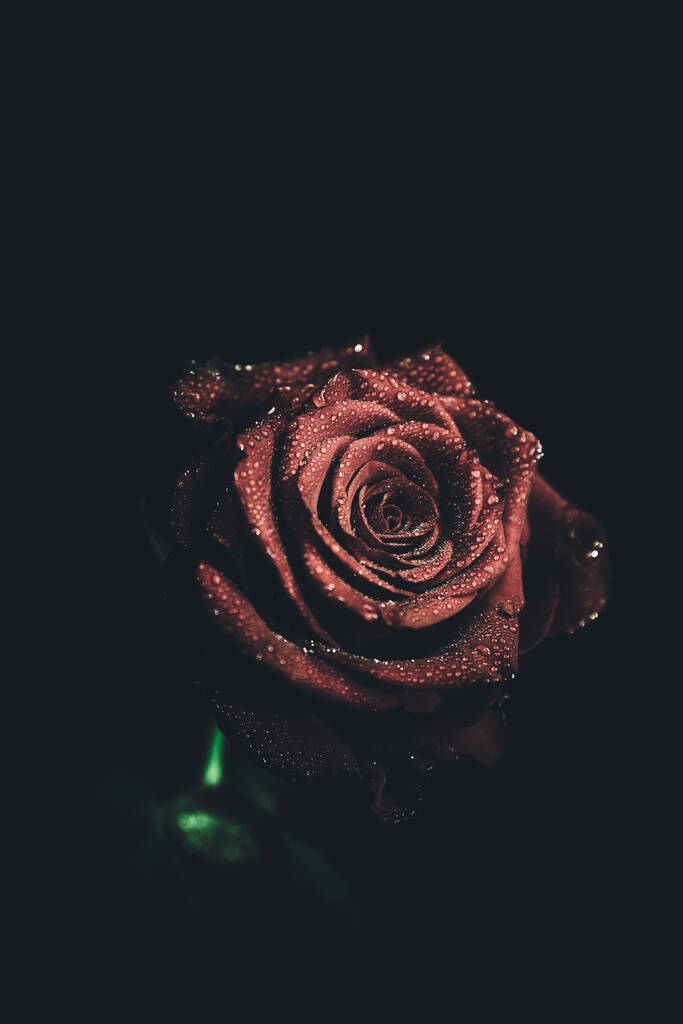 Vista superior e close-up, florescendo bela flor de rosa. O conceito de Dia dos Namorados. Arte da rosa - Foto, Imagem