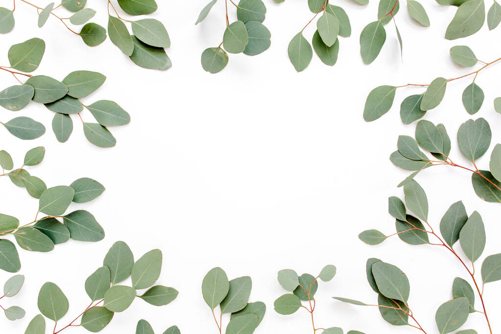 Minta zöld levelekkel eukaliptusz populus elszigetelt fehér alapon. Lapos fekvésű, felülnézet - Fotó, kép