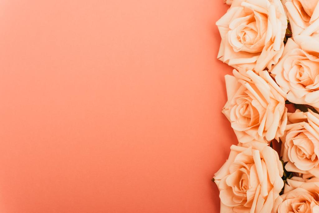 κορυφή άποψη του περιγράμματος τριαντάφυλλα σε κοράλλι φόντο - Φωτογραφία, εικόνα