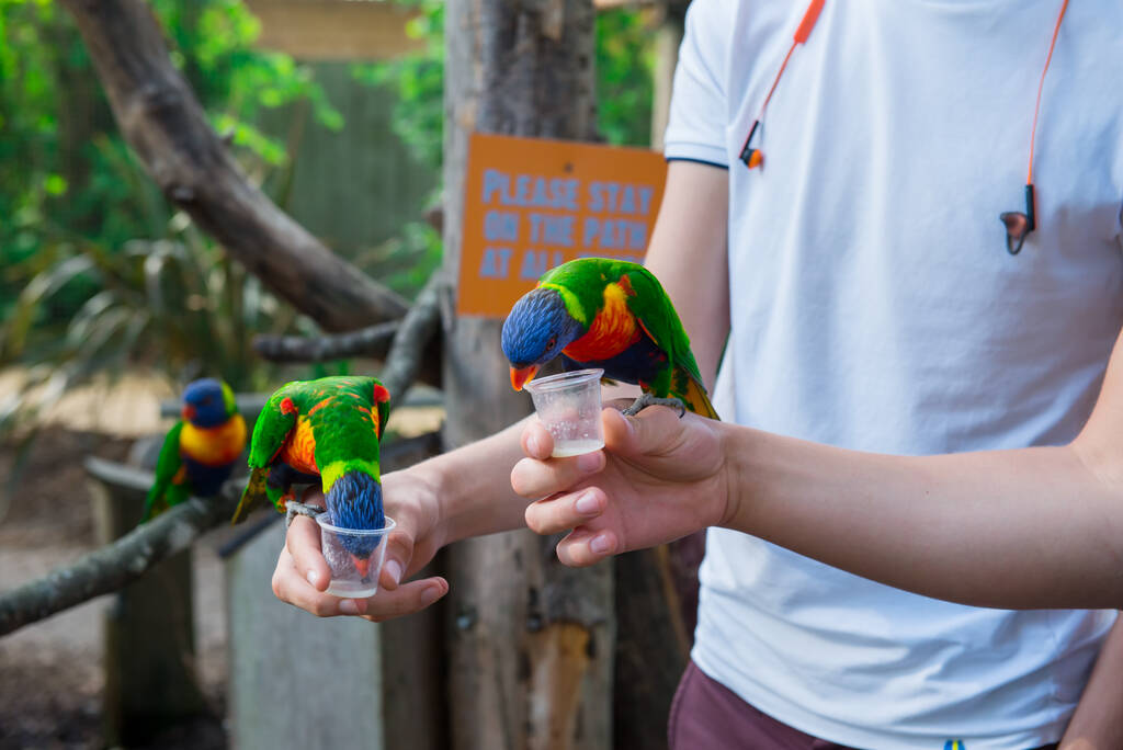 Dva papoušci z duhy jedí z pohárků, které drží mužské ruce v kontaktní zoo. Návštěva Safari parku, rodinný čas. Selektivní soustředění. kopírovat prostor. - Fotografie, Obrázek