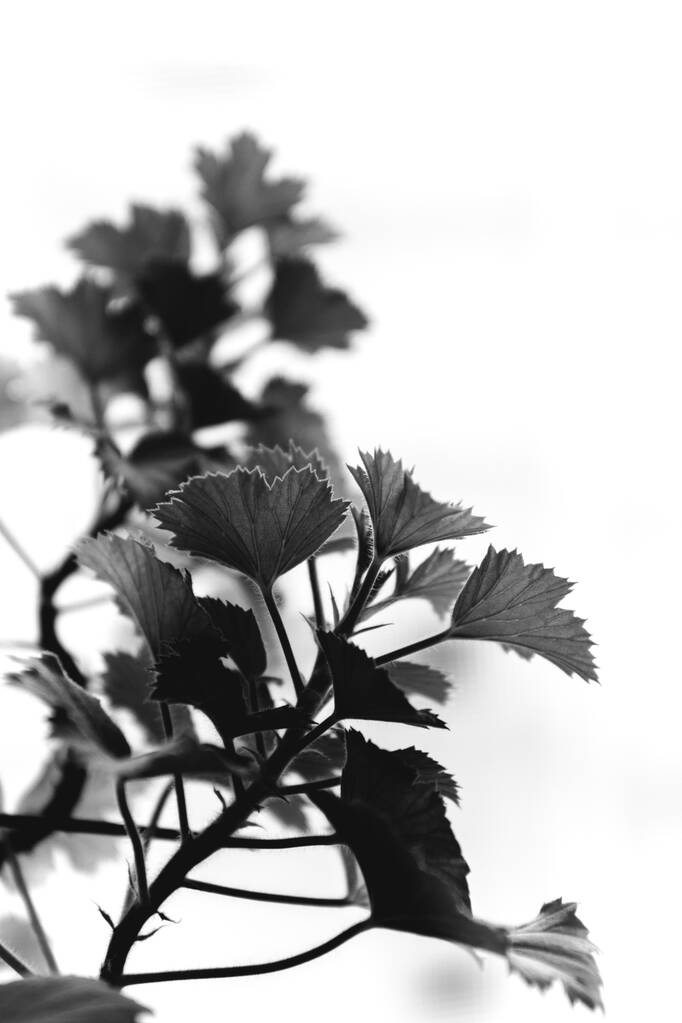 Ζωντανά φυτά στο εσωτερικό του σπιτιού, ασπρόμαυρες νεκρές φύσεις λουλουδιών από κοντά - Φωτογραφία, εικόνα