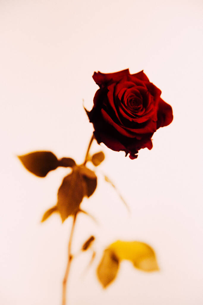 Осіннє фото, троянда на теплому бежевому тлі. Натюрморт рослин у фотостудії. Мінімалізм, макрозйомка, крупним планом
 - Фото, зображення