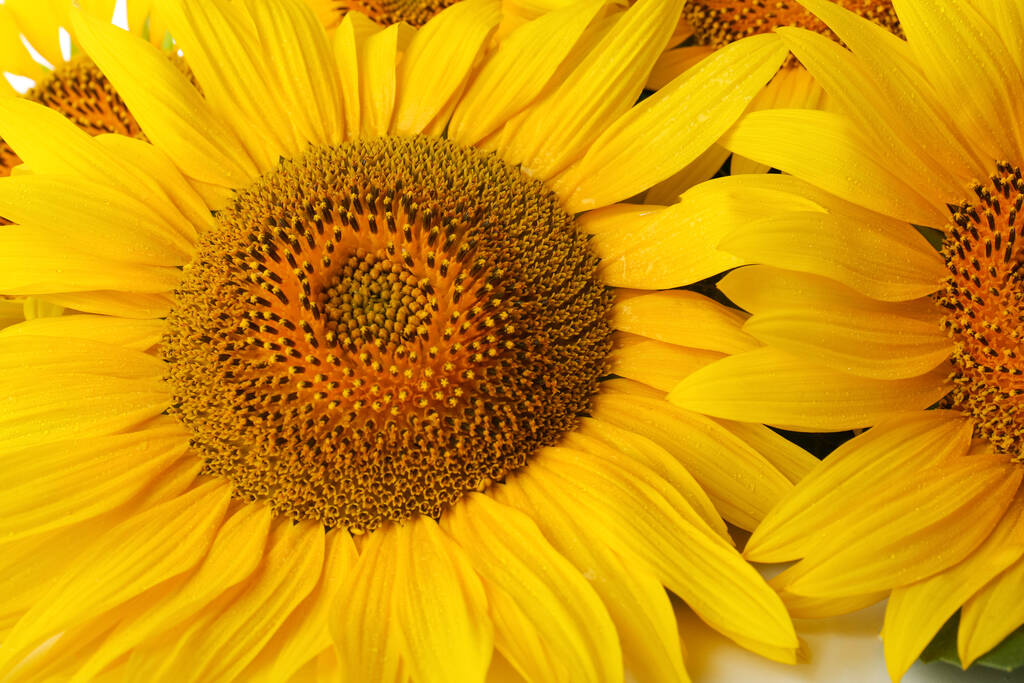 Krásné jasně kvetoucí slunečnice jako pozadí, detailní záběr - Fotografie, Obrázek
