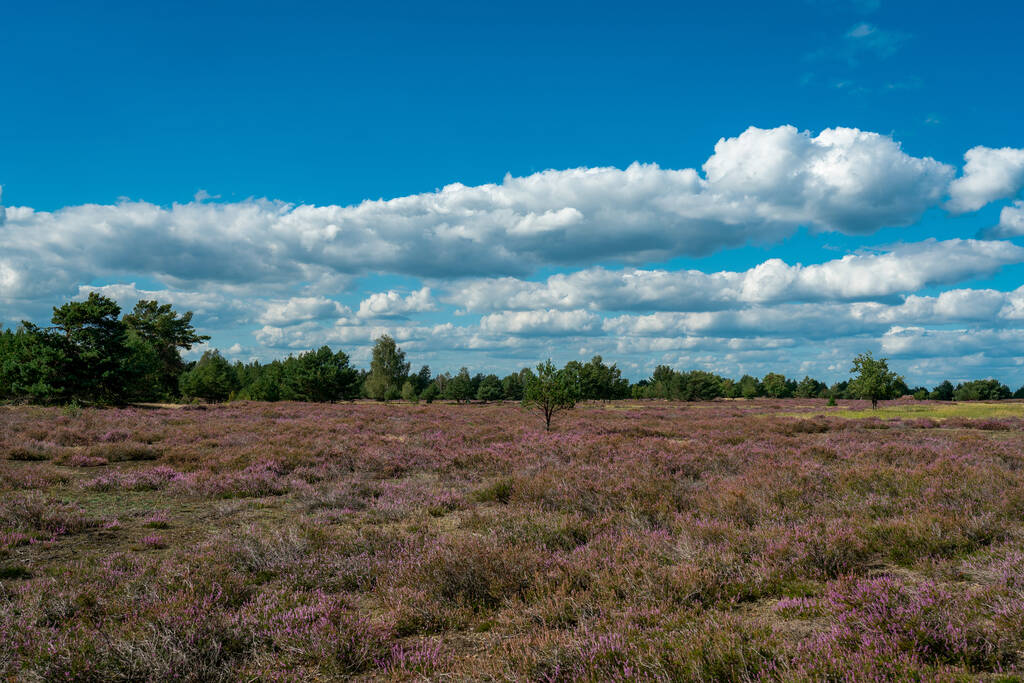 Blühende violette Heidelandschaft auf ehemaligem Truppenübungsplatz Jüterbog in Deutschland - Foto, Bild