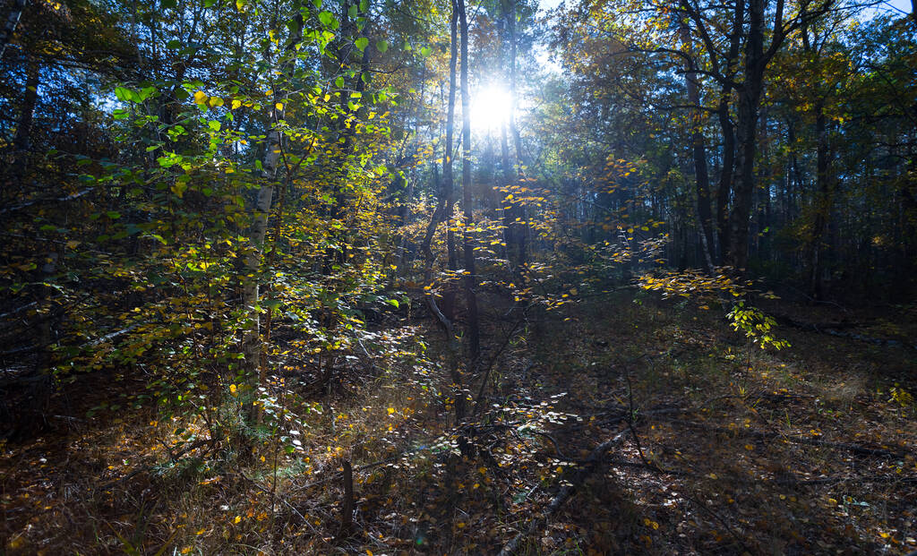 bos glade met lange schaduwen in een zonnestralen - Foto, afbeelding