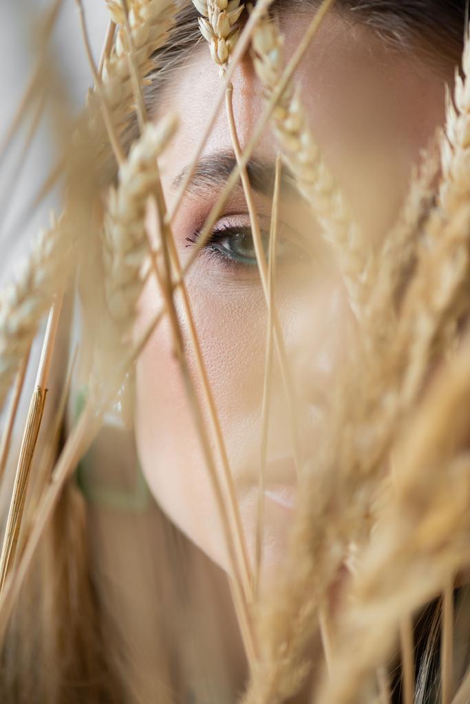primer plano de la joven mujer cerca de espiguillas de trigo en primer plano borroso  - Foto, imagen