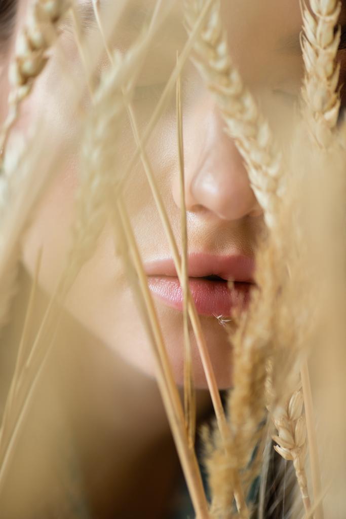 lähikuva nainen lähellä vehnä spikelets hämärtynyt etualalla  - Valokuva, kuva