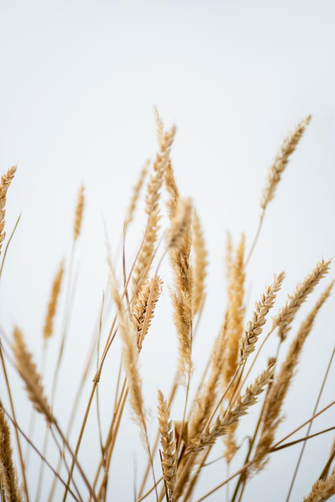 Beyaz arkaplanda bir demet altın buğday  - Fotoğraf, Görsel