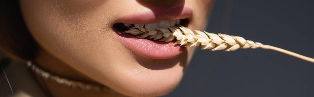 partial view of young woman biting wheat spikelet on dark grey, banner - Photo, Image