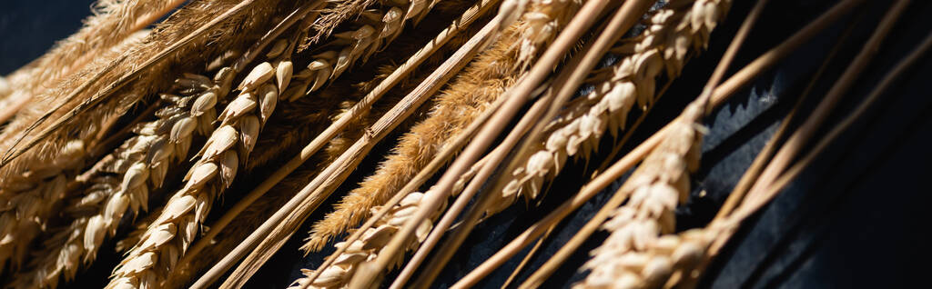 крупным планом спелых колосьев пшеницы на темно-сером, баннер - Фото, изображение