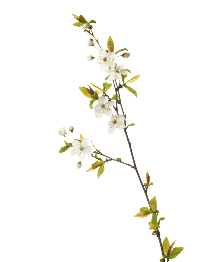 Cereja em flor
 - Foto, Imagem