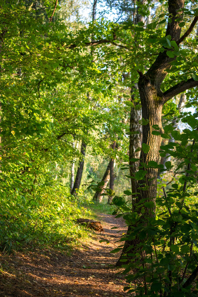 Sentiero a piedi nella natura tra gli alberi, verticale - Foto, immagini