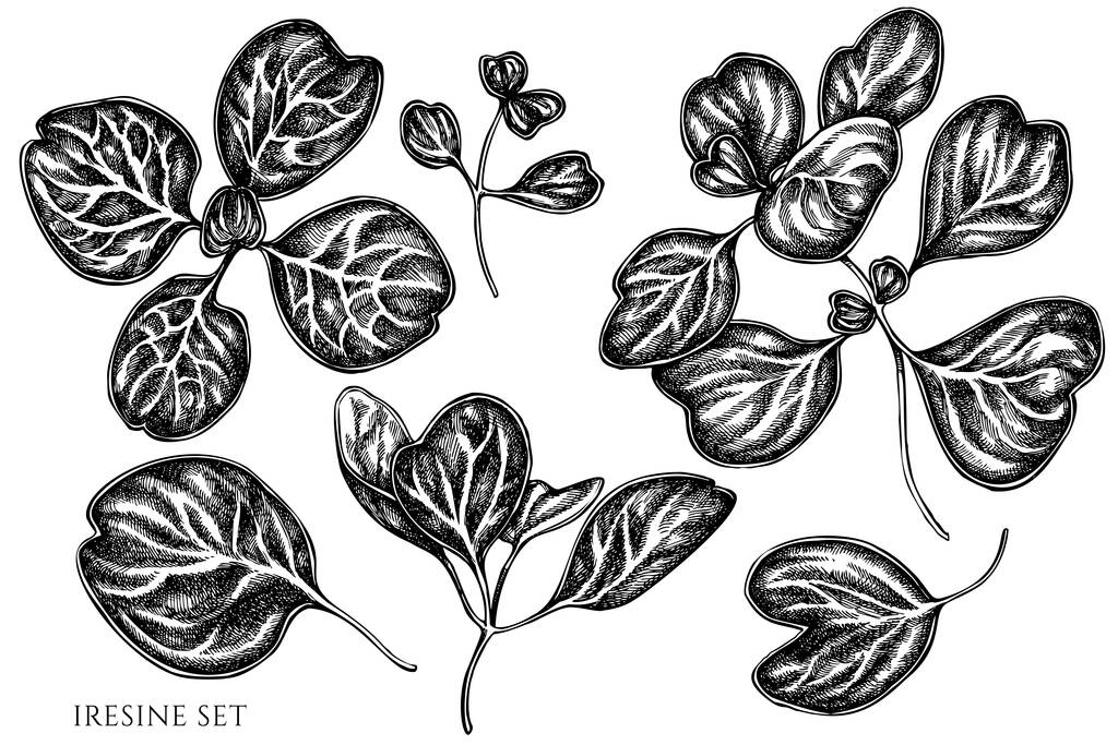Vector set of hand drawn black and white iresine - Vector, Image
