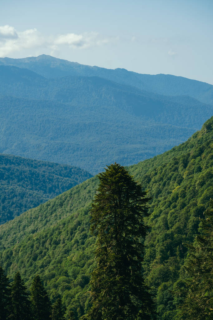 krásná přírodní krajina s Kavkazskými horami a stromy - Fotografie, Obrázek