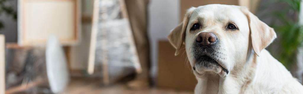 πανοραμική λήψη του χαριτωμένου σκύλου λαμπραντόρ στο νέο σπίτι, κινούμενη έννοια - Φωτογραφία, εικόνα