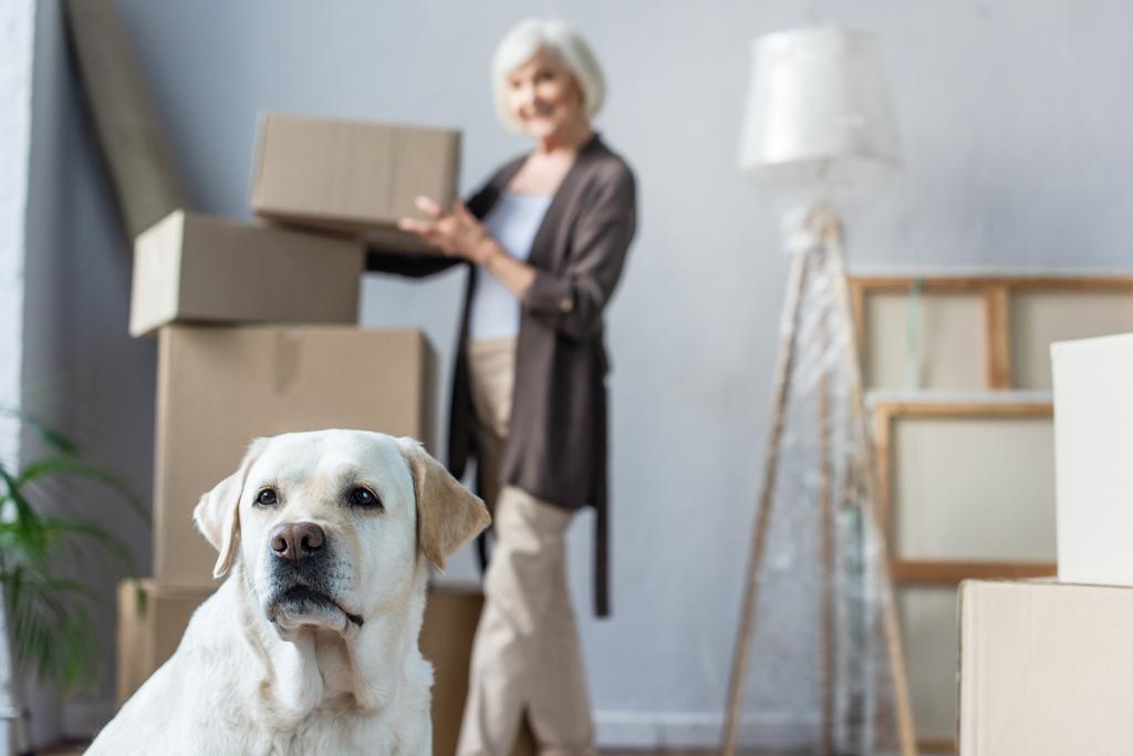 wazig zicht van senior vrouw met kartonnen doos en labrador hond op de voorgrond - Foto, afbeelding
