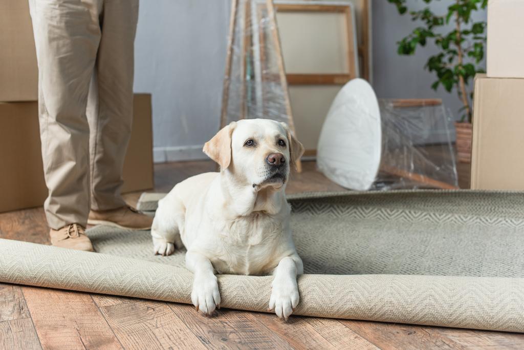 обрезанный вид на человека, стоящего в новом доме, и собаку-лабрадора лежащего на ковре на переднем плане - Фото, изображение