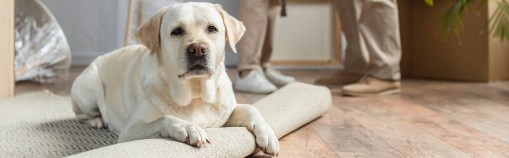 vista recortada de pareja mayor de pie en casa nueva y perro labrador acostado en la alfombra en primer plano - Foto, Imagen