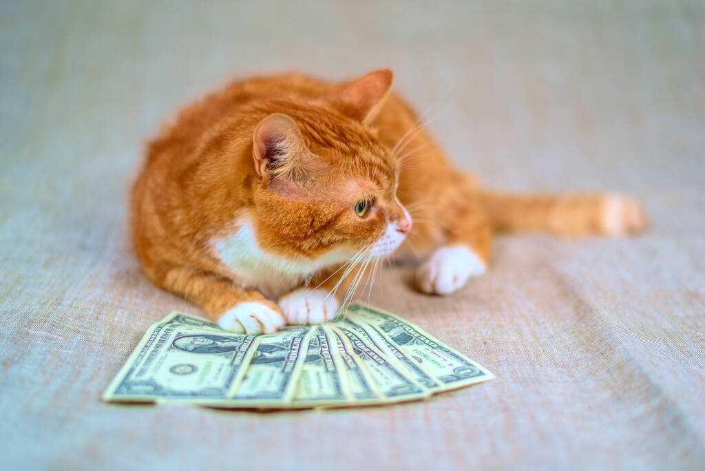 Vista de cerca de gato rojo acostado con dinero en efectivo  - Foto, Imagen