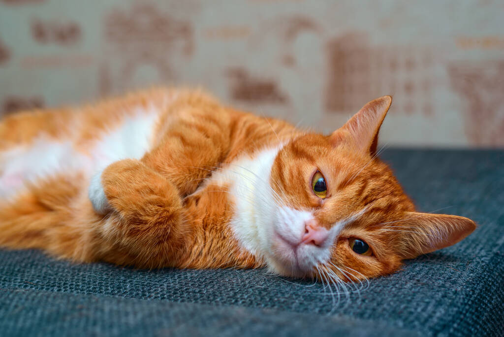 domů červená kočka s velkýma očima spočívajícíma na gauči - Fotografie, Obrázek