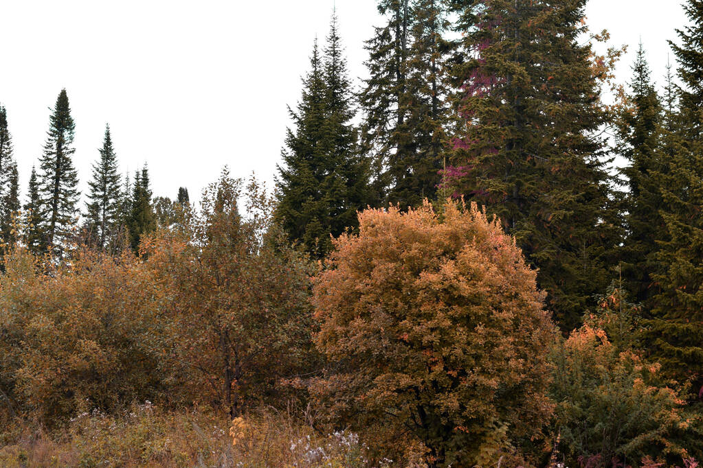 Herbstwald, Taiga, Bäume im Wald - Foto, Bild