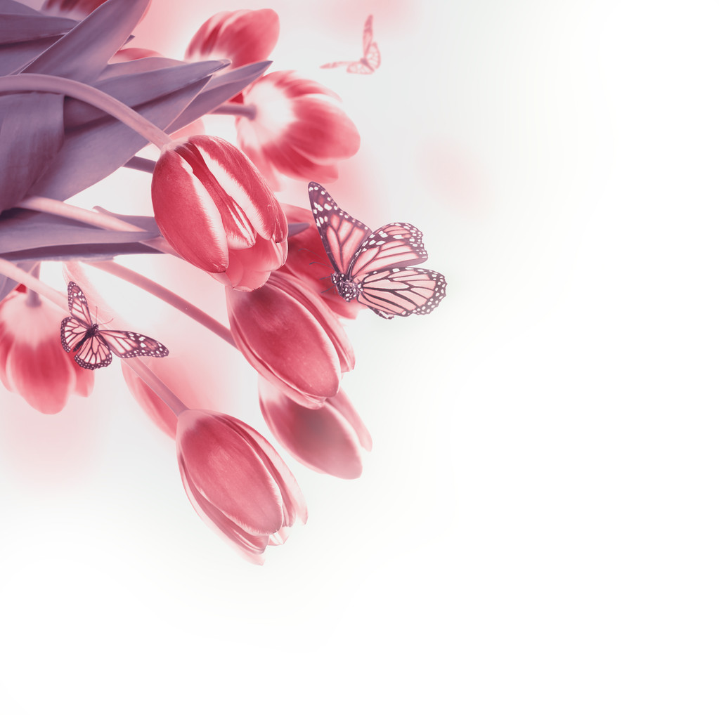 rote Tulpen - Foto, Bild