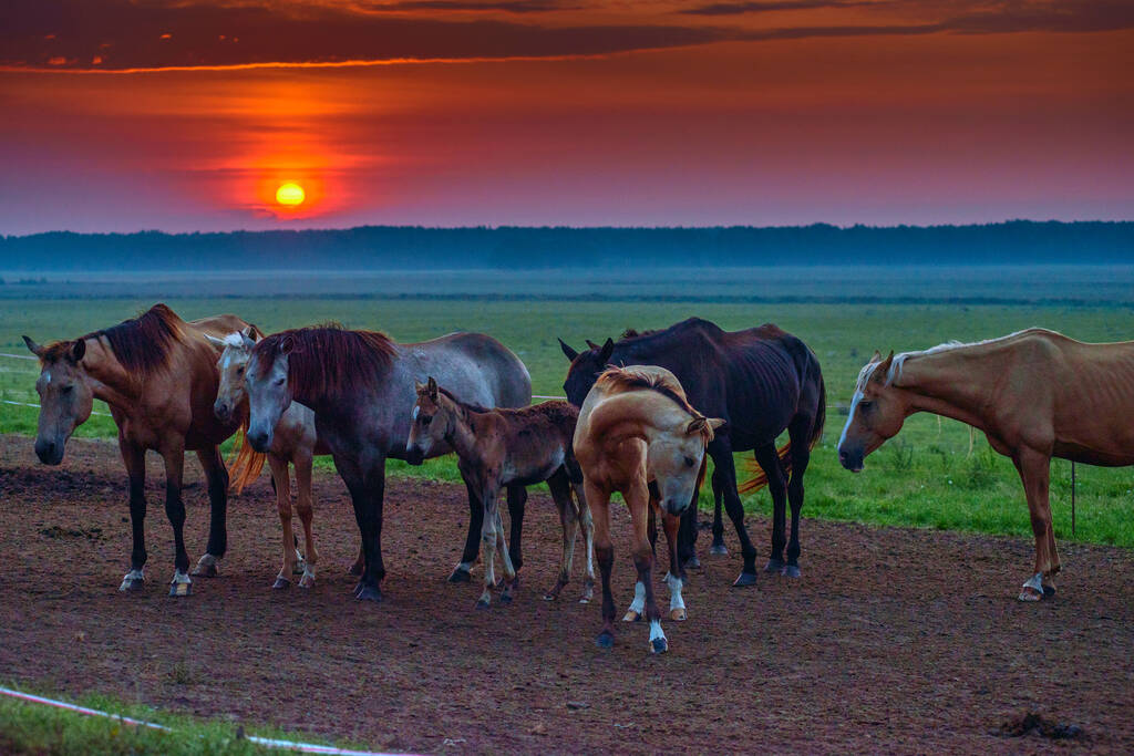 caballos pastan al amanecer - Foto, Imagen