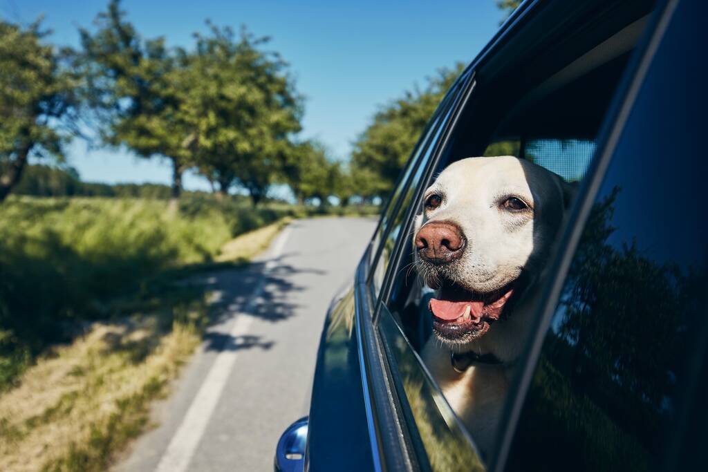 Szczęśliwy pies podróżuje samochodem. Labrador retriever patrząc przez okno na drodze. - Zdjęcie, obraz