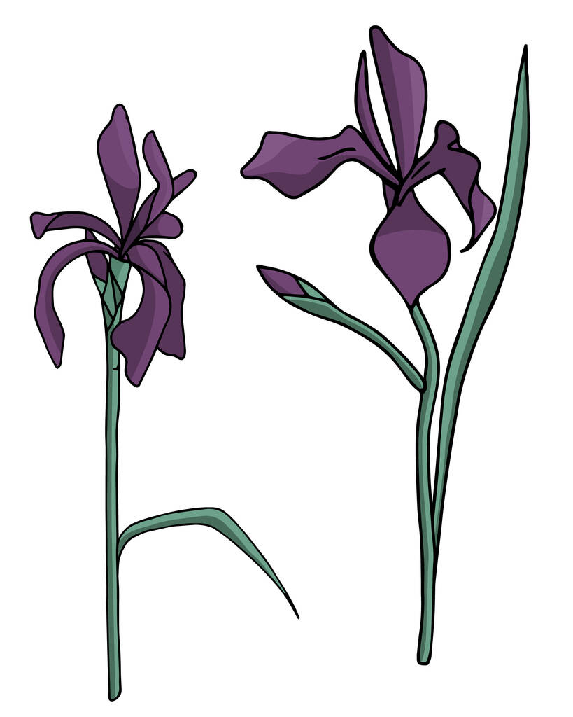 set of vector irises delicate and refined flowers - Vector, Image