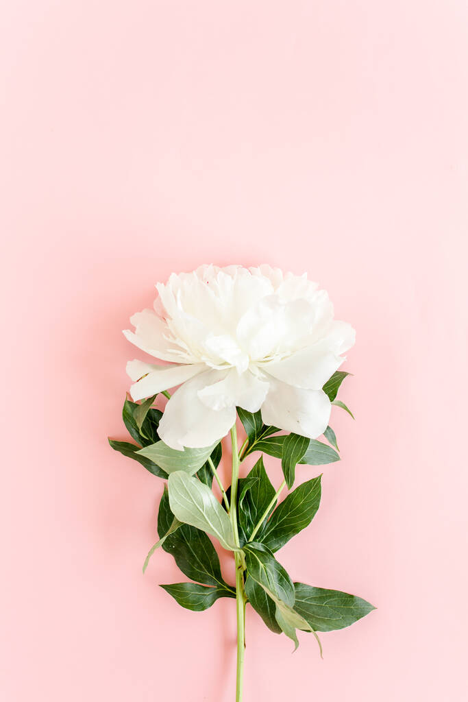Mooie, witte pioenroos bloem op roze achtergrond. De textuur van een pioen. Vlakke lay, bovenaanzicht.  - Foto, afbeelding