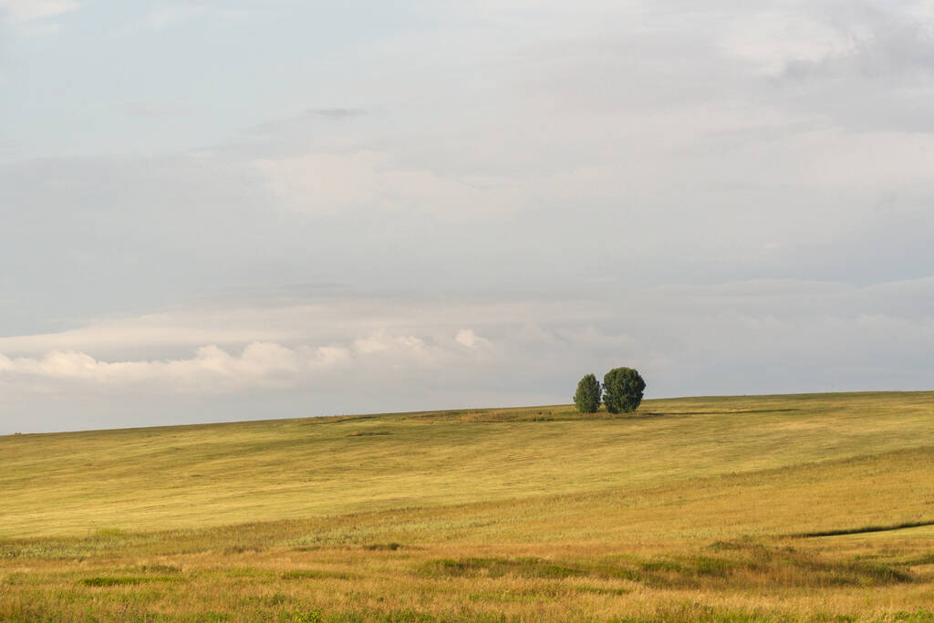 два дерева на вершині пагорба вкриті сухою травою влітку
 - Фото, зображення