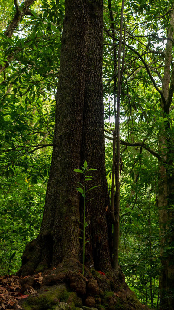 Retrato vertical de uma árvore grande com uma planta muito jovem em primeiro plano, na frente dela - Foto, Imagem