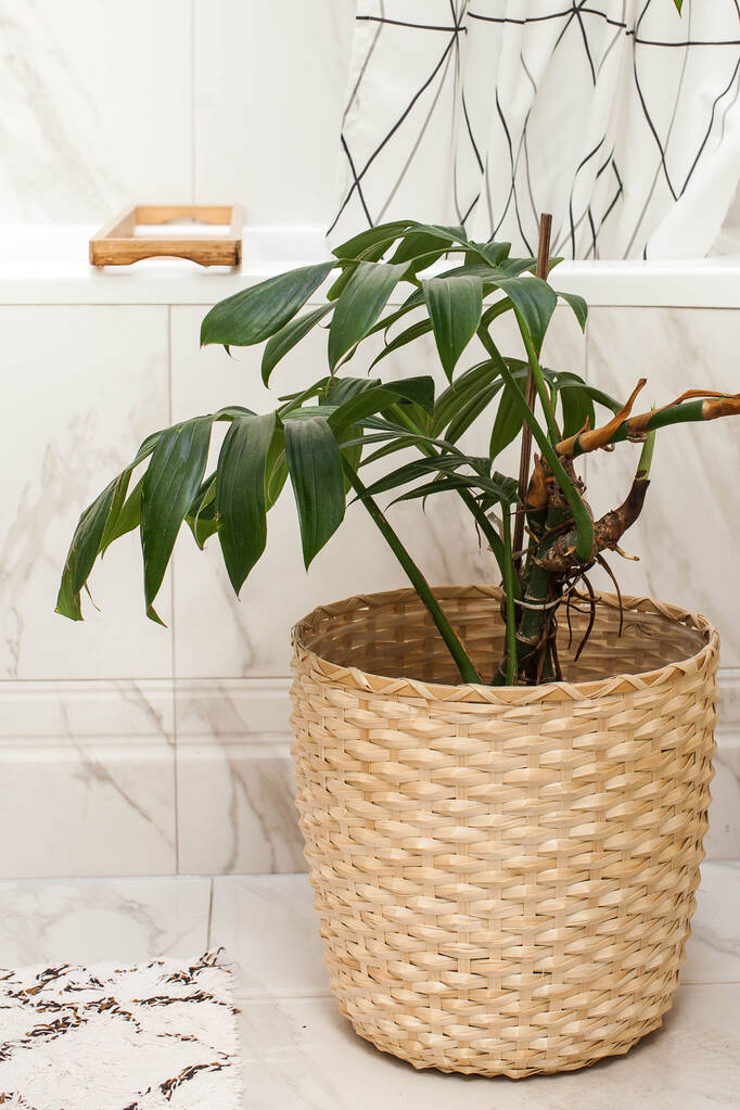 Monstera houseplant in a wicker pot in the bathroom. Decorating the living space with green plants. High quality photo - Photo, Image