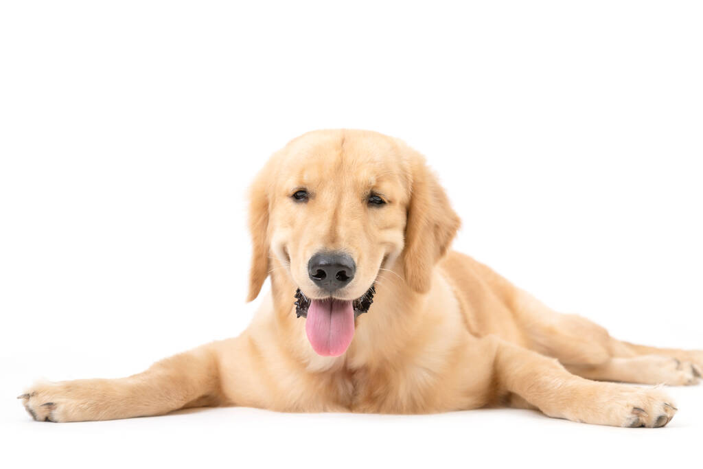 Portrait chien brun de 7 mois (Golden Retriever) isolé sur fond blanc. Pour concept animal - Photo, image