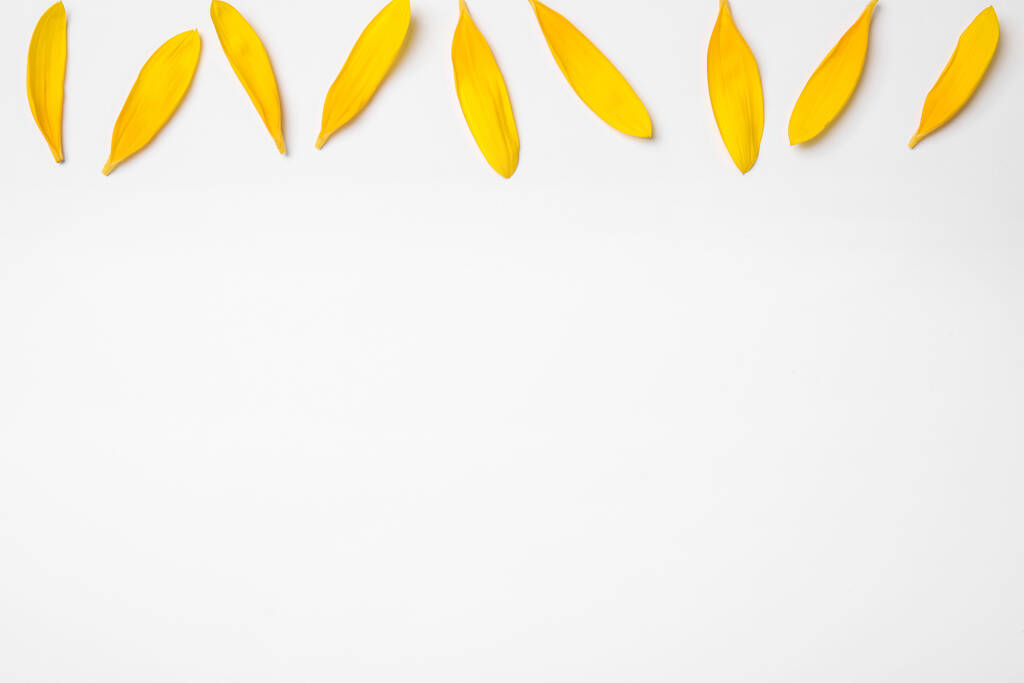 Čerstvé žluté slunečnicové okvětní lístky izolované na bílém, horní pohled - Fotografie, Obrázek