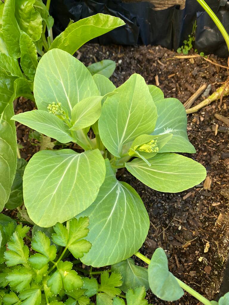 Foto der Blume von Brassica rapa chinensis, bok choy, pak choi oder pok choi, einer Art Chinakohl, die im Stadtgarten wächst.  - Foto, Bild