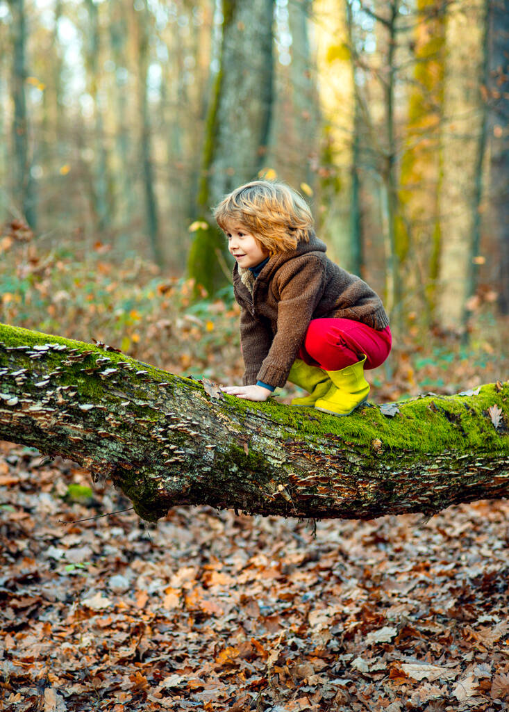 Милий маленький хлопчик насолоджується сходженням на дерево в осінній день. Щаслива дитина в осінньому одязі вчиться лазити, веселитися в лісі або парку в теплий сонячний день. Осінній час у природі
. - Фото, зображення